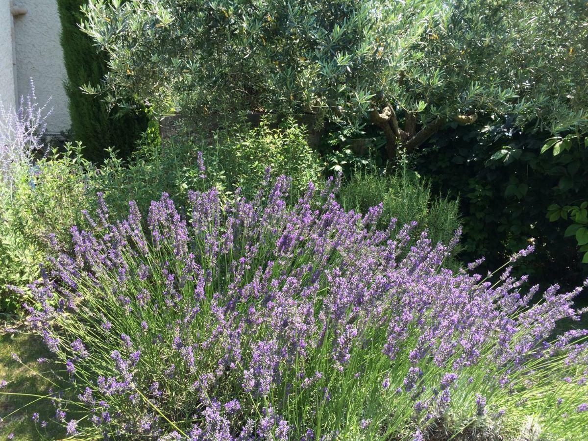 فيلا Le Mazet Des Joncs En Provence Saint-Pierre-de-Vassols المظهر الخارجي الصورة